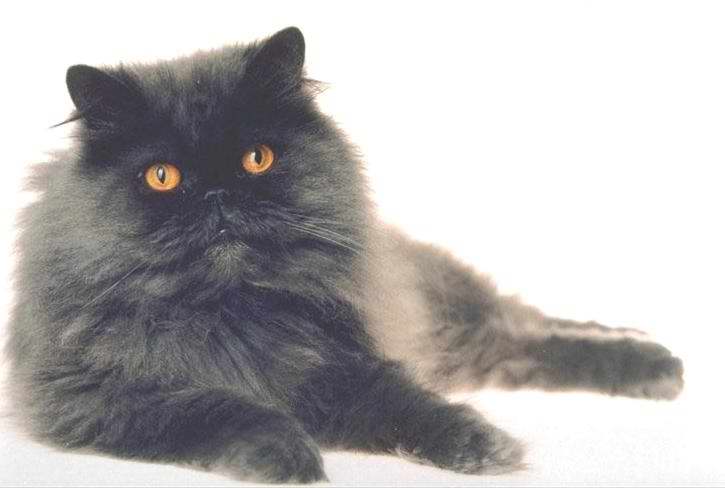 Gatti (46)